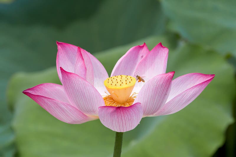 Λουλούδι και μέλισσα Lotus στοκ εικόνες με δικαίωμα ελεύθερης χρήσης Λουλούδι και μέλισσα Lotus στοκ εικόνες με δικαίωμα ελεύθερης χρήσης