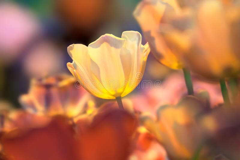 Flower of a yellow tulip on the bright colorfull background. Flower of a yellow tulip on the bright colorfull background