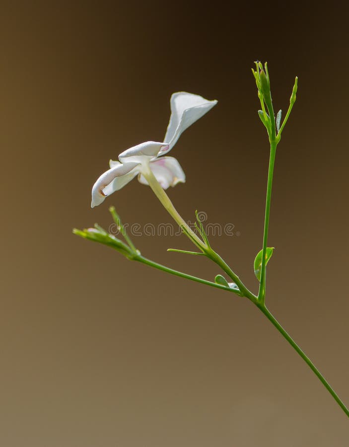 Λουλούδι της Jasmine στοκ εικόνες Λουλούδι της Jasmine στοκ εικόνες