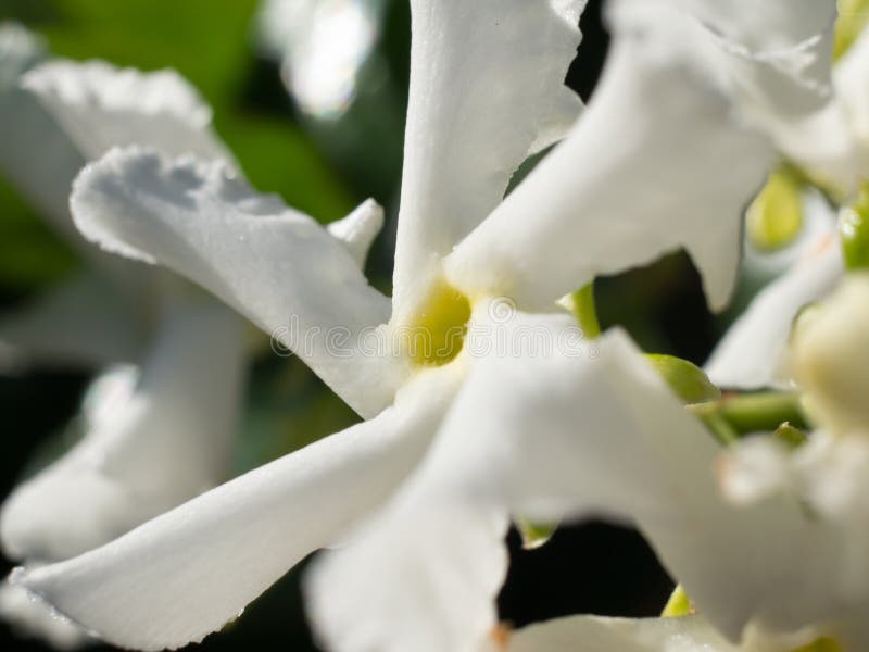 Λουλούδι της Jasmine στοκ εικόνα με δικαίωμα ελεύθερης χρήσης Λουλούδι της Jasmine στοκ εικόνα με δικαίωμα ελεύθερης χρήσης
