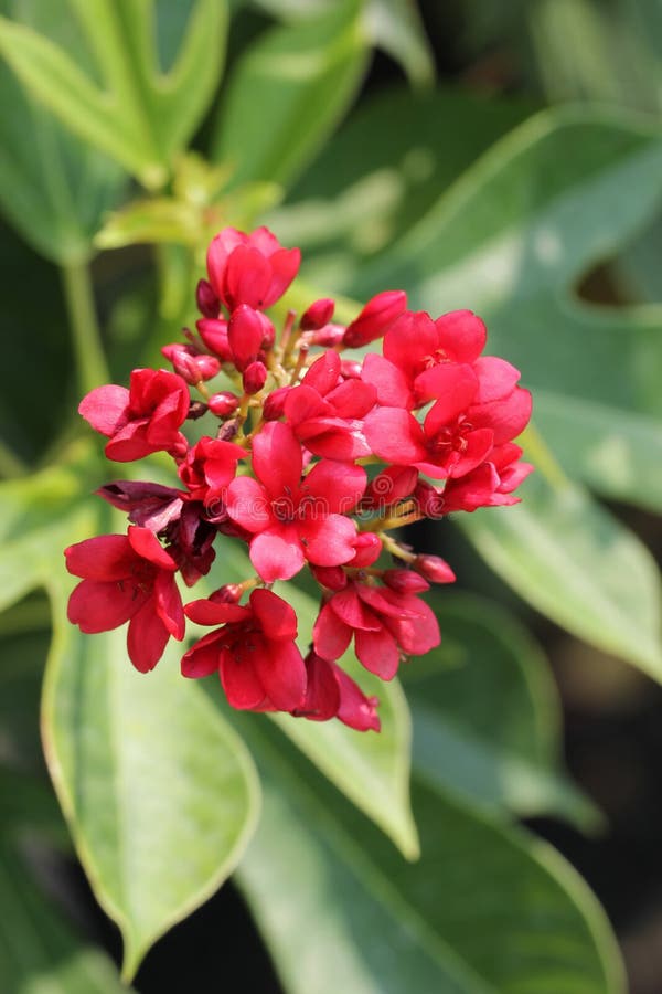 Λουλούδι της Μπαταβίας