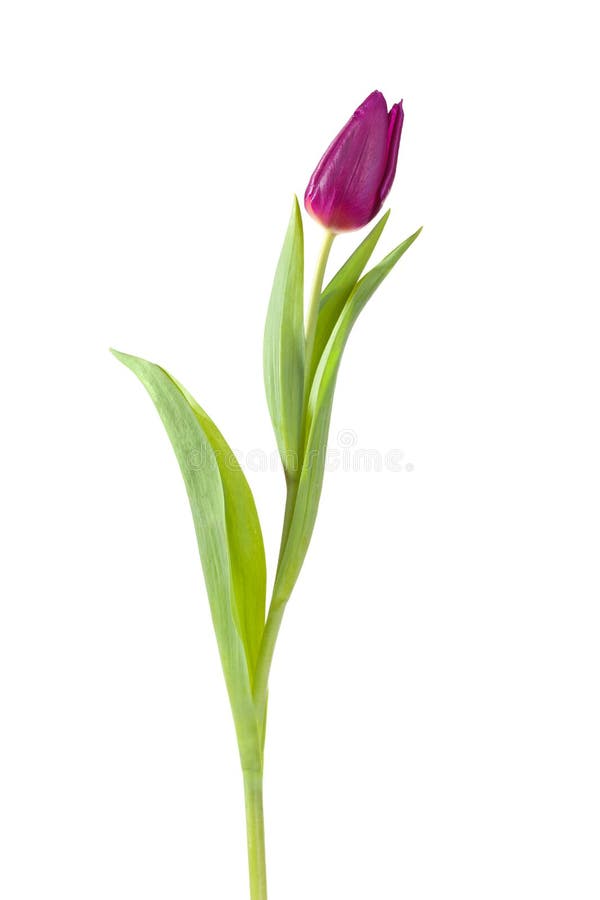 Tulip flower full-length on a stem with leaves isolated on white background. Tulip flower full-length on a stem with leaves isolated on white background