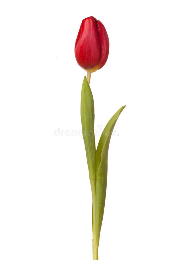 Tulip flower on a stem with leaves Isolated on white background. Tulip flower on a stem with leaves Isolated on white background