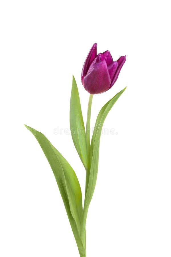 Tulip flower full-length on a stem with leaves isolated on white background. Tulip flower full-length on a stem with leaves isolated on white background