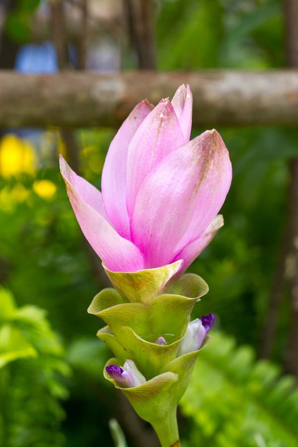 Close Up Of Siam Tulip Flower. Close Up Of Siam Tulip Flower.