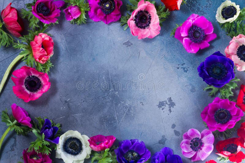 Fresh colorful Anemones flowers frame on gray stone background. Fresh colorful Anemones flowers frame on gray stone background