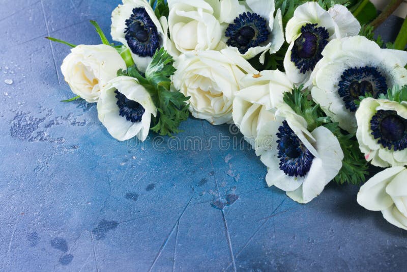 Fresh white Anemones flowers on gray and blue stone background. Fresh white Anemones flowers on gray and blue stone background