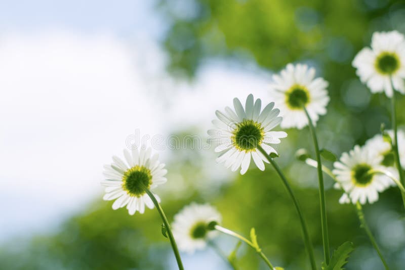 Λουλούδια Chamomile ενάντια στον ουρανό Εκλεκτική εστίαση στοκ φωτογραφίες Λουλούδια Chamomile ενάντια στον ουρανό Εκλεκτική εστίαση στοκ φωτογραφίες