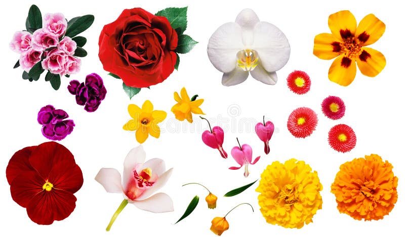 Λουλούδια Clipart στοκ εικόνες Λουλούδια Clipart στοκ εικόνες