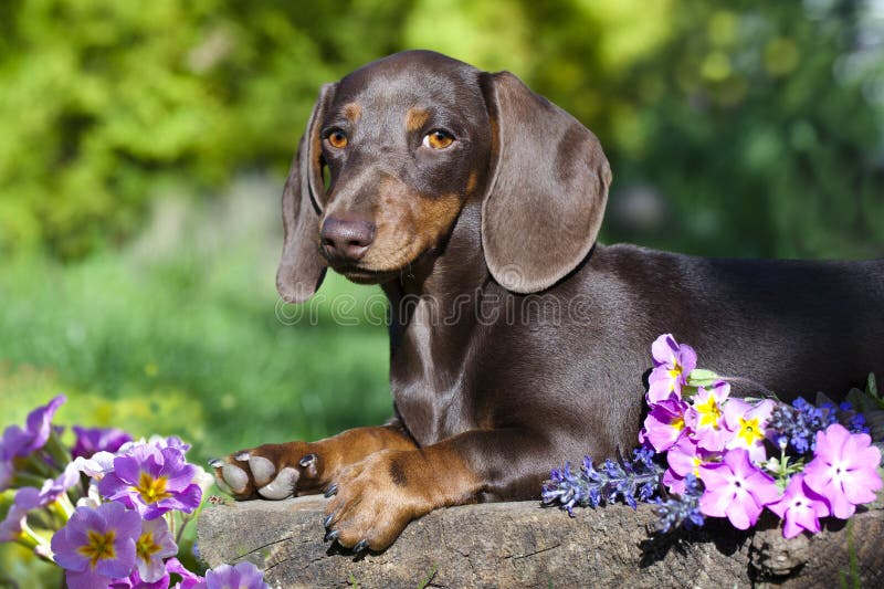 Λουλούδια Dachshund και άνοιξη στοκ φωτογραφία Λουλούδια Dachshund και άνοιξη στοκ φωτογραφία