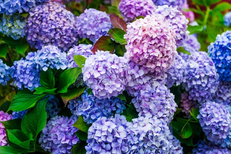 Λουλούδια Hydrangea στον κήπο στοκ εικόνες