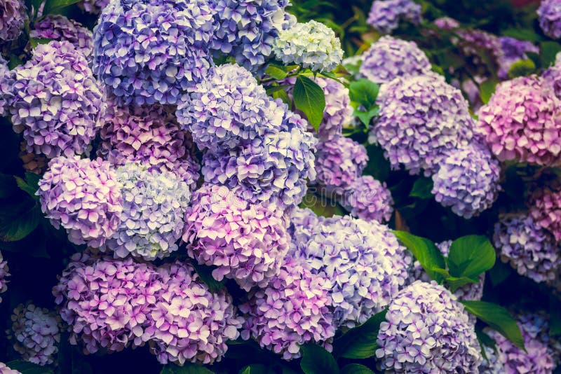 Λουλούδια Hydrangea στον κήπο στοκ εικόνα