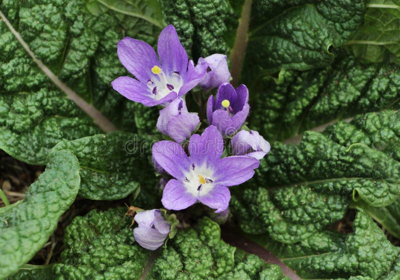 Λουλούδια Mandrake, officinalis mandragora στοκ φωτογραφία με δικαίωμα ελεύθερης χρήσης Λουλούδια Mandrake, officinalis mandragora στοκ φωτογραφία με δικαίωμα ελεύθερης χρήσης