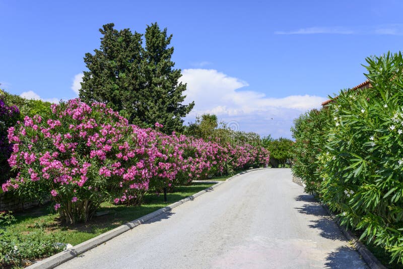 Street with oleander flowers on the island of Corfu, Greece. Street with oleander flowers on the island of Corfu, Greece