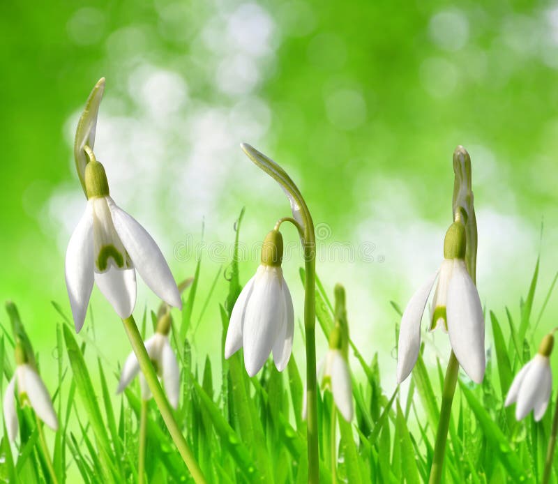 Λουλούδια Snowdrop στη χλόη στο πράσινο φυσικό υπόβαθρο bokeh στοκ εικόνα Λουλούδια Snowdrop στη χλόη στο πράσινο φυσικό υπόβαθρο bokeh στοκ εικόνα