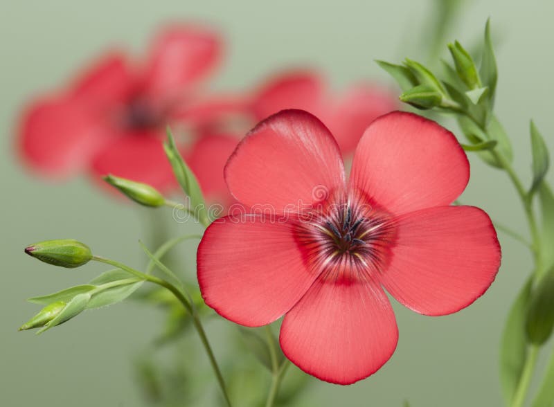 Λουλούδια λιναριού (grandiflorum Linum) στοκ εικόνες Λουλούδια λιναριού (grandiflorum Linum) στοκ εικόνες