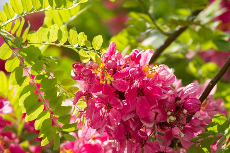 Λουλούδια του javanica της Cassia (δέντρων ανθών της Apple ρόδινου και άσπρου ντους δέντρο,) στοκ εικόνα με δικαίωμα ελεύθερης χρήσης Λουλούδια του javanica της Cassia (δέντρων ανθών της Apple ρόδινου και άσπρου ντους δέντρο,) στοκ εικόνα με δικαίωμα ελεύθερης χρήσης