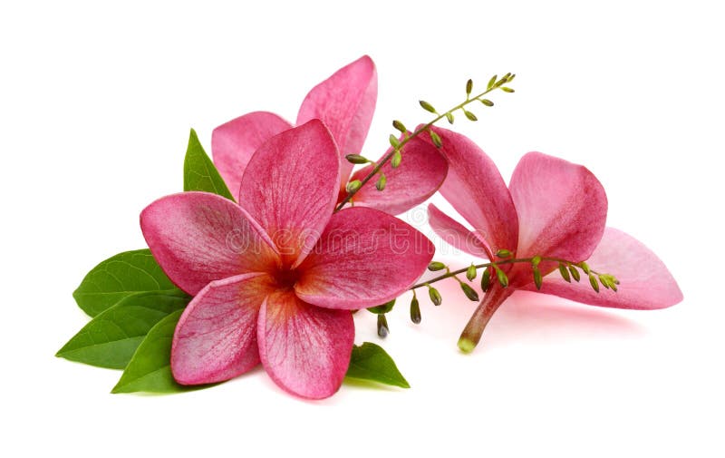 Bright pink plumeria. Closeup, exotic. Bright pink plumeria. Closeup, exotic.