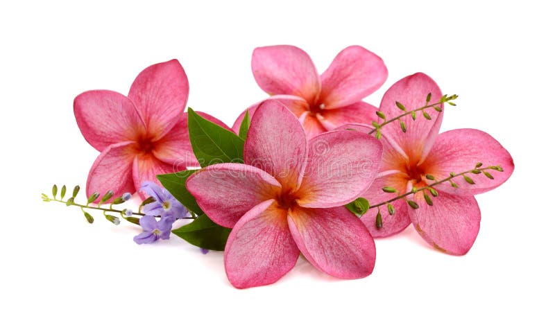 Bright pink plumeria. Closeup, exotic. Bright pink plumeria. Closeup, exotic.