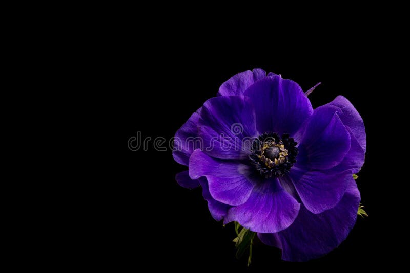 Λουλούδι Anemone, δονούμενο πορφυρό Anemone που απομονώνεται στο μαύρο υπόβαθρο στοκ φωτογραφία με δικαίωμα ελεύθερης χρήσης