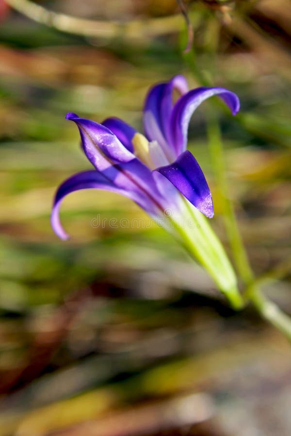 Λουλούδι brodiaea συγκομιδών, Yosemite στοκ φωτογραφία Λουλούδι brodiaea συγκομιδών, Yosemite στοκ φωτογραφία