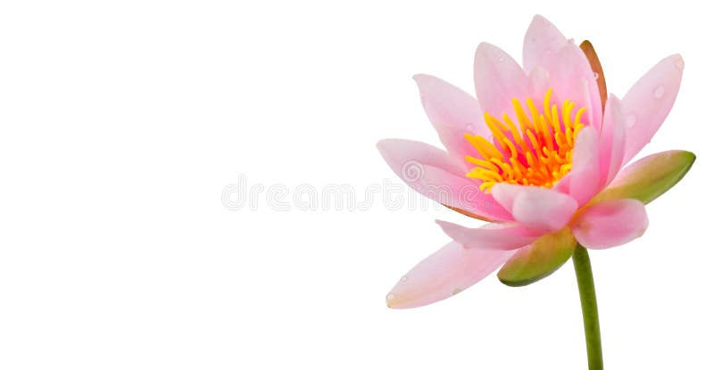 λουλούδι lotus απομονωμένο λευκό φόντο. λουλούδι κρίνος νερού κοντά. υδατογράφημα κλείσιμο. άνθισμα ροζ υδρόβιο λουλούδι σε λευκό διανυσματική απεικόνιση