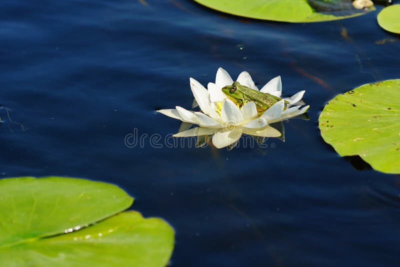 Λουλούδι Lotus με έναν βάτραχο στοκ εικόνες Λουλούδι Lotus με έναν βάτραχο στοκ εικόνες