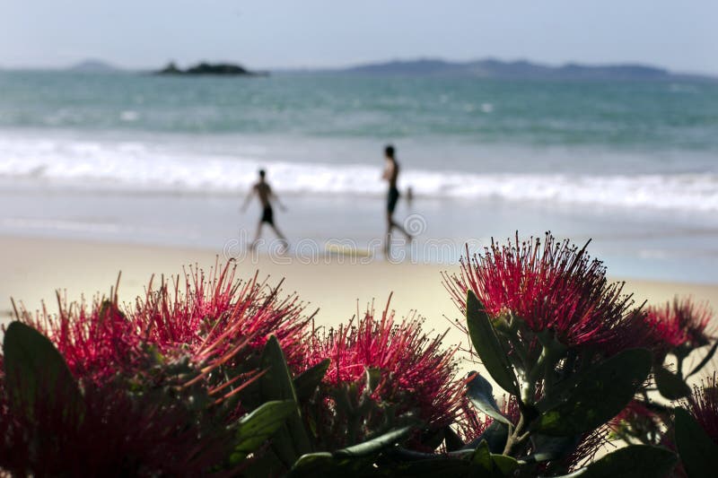 Λουλούδι Pohutukawa στοκ φωτογραφία Λουλούδι Pohutukawa στοκ φωτογραφία