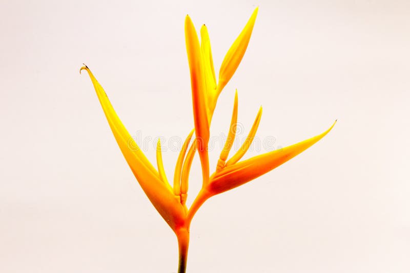 Λουλούδι Psittacorum Heliconia στοκ εικόνα με δικαίωμα ελεύθερης χρήσης Λουλούδι Psittacorum Heliconia στοκ εικόνα με δικαίωμα ελεύθερης χρήσης