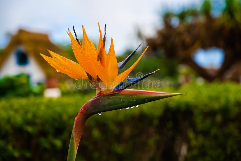 λουλούδι strelitzia τυπικό για το νησί madeira στο πράσινο θάμνο με την πόλη funchal στο φόντο θολή στοκ φωτογραφία με δικαίωμα ελεύθερης χρήσης