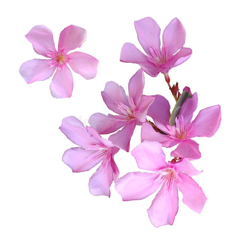 Clip-art photo on a transparent background of a pink  blooming Oleander flower. Clip-art photo on a transparent background of a pink  blooming Oleander flower.