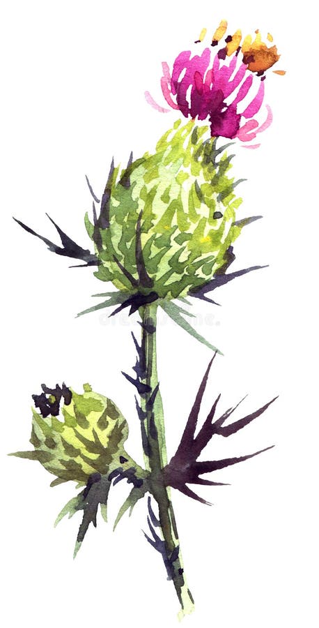 Λουλούδι κάρδων Watercolor ελεύθερη απεικόνιση δικαιώματος Λουλούδι κάρδων Watercolor ελεύθερη απεικόνιση δικαιώματος