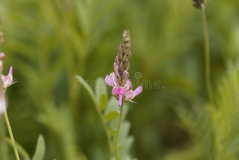 λουλούδι κοινής σαϊνφοΐνης onobrychis viciifolia στοκ φωτογραφίες με δικαίωμα ελεύθερης χρήσης