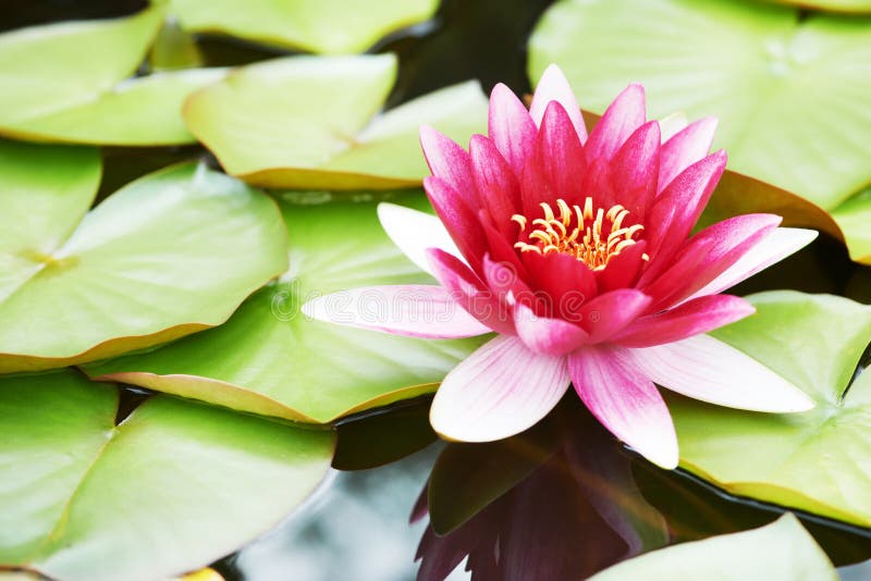 Λουλούδι κρίνων Lotus στο ύδωρ στοκ εικόνες Λουλούδι κρίνων Lotus στο ύδωρ στοκ εικόνες