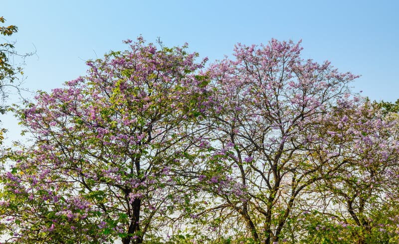 Λουλούδι ταϊλανδικό myrtle υφάσματος κρεπ, floribunda Lagerstroemia στοκ φωτογραφία με δικαίωμα ελεύθερης χρήσης Λουλούδι ταϊλανδικό myrtle υφάσματος κρεπ, floribunda Lagerstroemia στοκ φωτογραφία με δικαίωμα ελεύθερης χρήσης