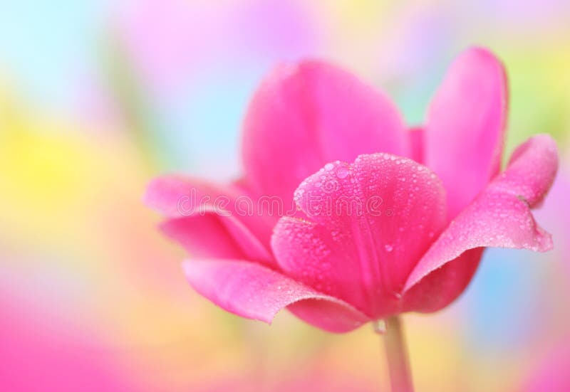 Close-up of tulip flower on colorful background. Close-up of tulip flower on colorful background.