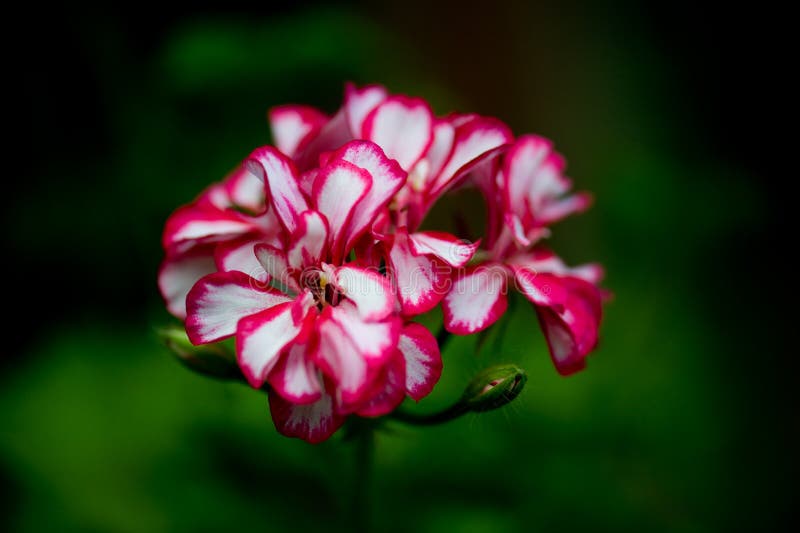 Oleander flower in the garden on the green background. Oleander flower in the garden on the green background.