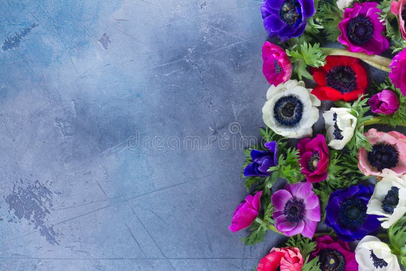 Fresh colorful fresh Anemones flowers border with copy spaceon gray stone background. Fresh colorful fresh Anemones flowers border with copy spaceon gray stone background