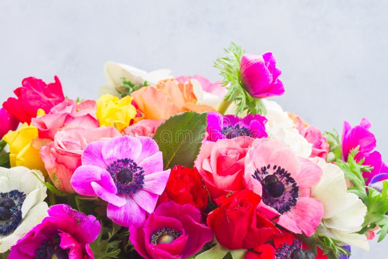 Fresh Anemones and roses blooming flowers bouquet close up border on light gray background. Fresh Anemones and roses blooming flowers bouquet close up border on light gray background