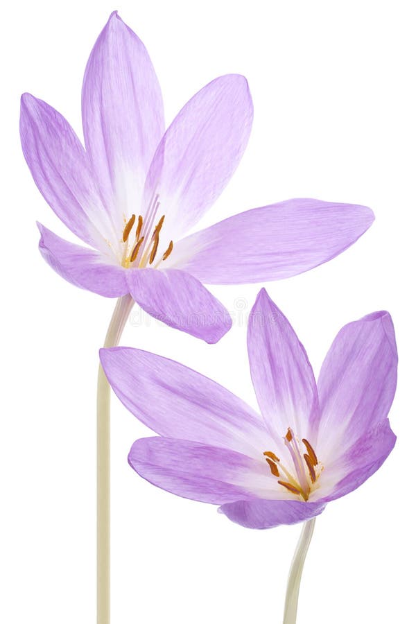 Λουλούδια Colchicum στοκ εικόνα με δικαίωμα ελεύθερης χρήσης Λουλούδια Colchicum στοκ εικόνα με δικαίωμα ελεύθερης χρήσης