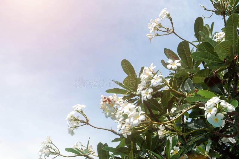 Λουλούδια Plumeria ενάντια σε έναν φωτεινό μπλε ουρανό Δέντρο και θέση Frangipani για το κείμενο στοκ φωτογραφίες με δικαίωμα ελεύθερης χρήσης Λουλούδια Plumeria ενάντια σε έναν φωτεινό μπλε ουρανό Δέντρο και θέση Frangipani για το κείμενο στοκ φωτογραφίες με δικαίωμα ελεύθερης χρήσης
