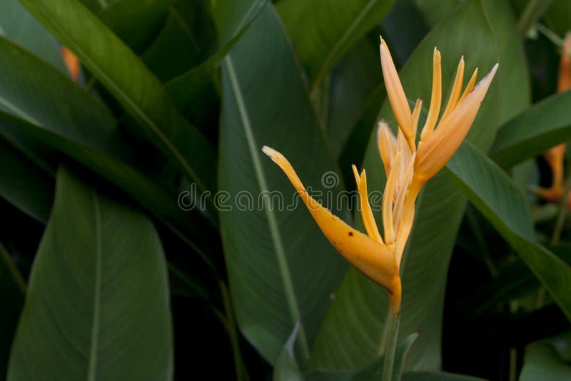 Λουλούδια psittacorum Heliconia στοκ φωτογραφίες Λουλούδια psittacorum Heliconia στοκ φωτογραφίες
