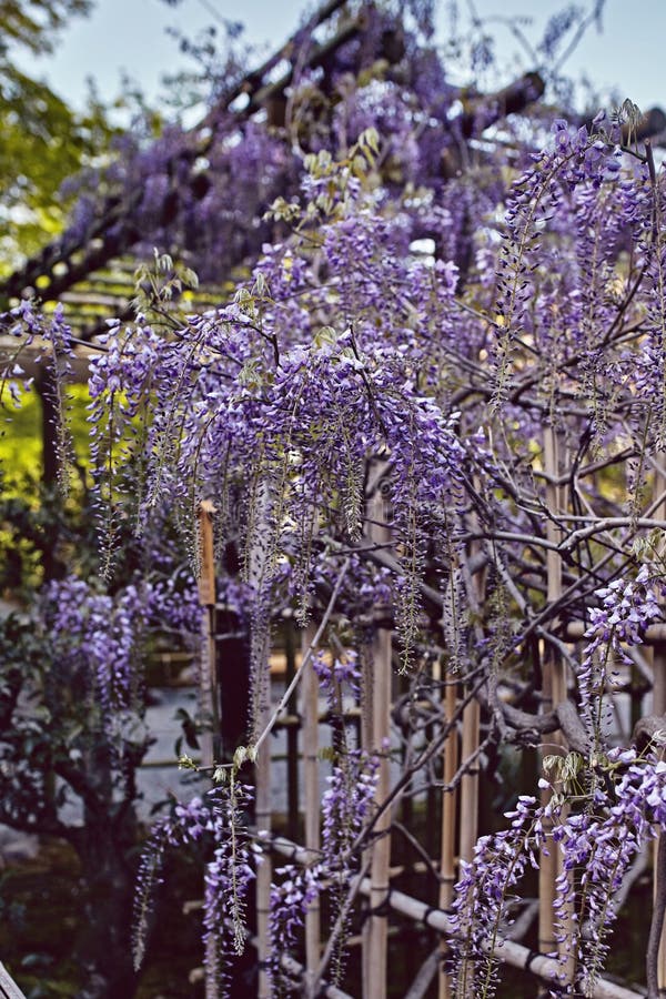 Λουλούδια Wisteria που κρεμούν από έναν άξονα στοκ εικόνες Λουλούδια Wisteria που κρεμούν από έναν άξονα στοκ εικόνες