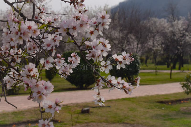 Λουλούδια άνοιξη Sakura r Όμορφη σκηνή φύσης με το ανθίζοντας δέντρο sakura πέρα από τα βουνά και τη φλόγα ήλιων στοκ εικόνα με δικαίωμα ελεύθερης χρήσης Λουλούδια άνοιξη Sakura r Όμορφη σκηνή φύσης με το ανθίζοντας δέντρο sakura πέρα από τα βουνά και τη φλόγα ήλιων στοκ εικόνα με δικαίωμα ελεύθερης χρήσης