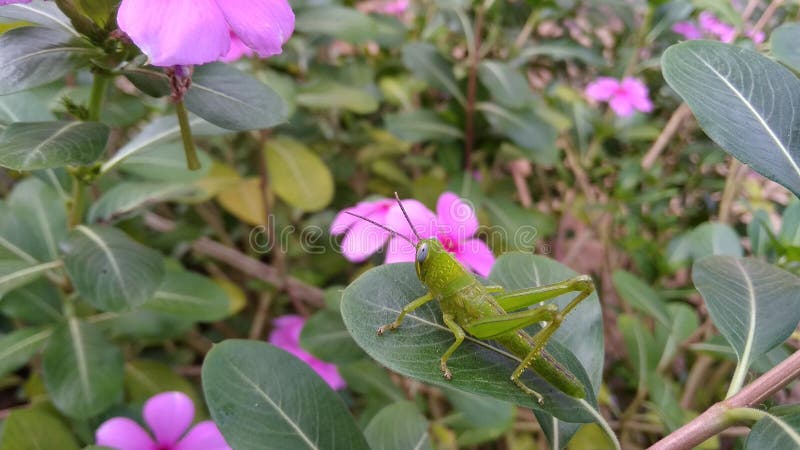 λουλούδια και ακρίδες που τα πάνε με ακρίδες στοκ φωτογραφία με δικαίωμα ελεύθερης χρήσης