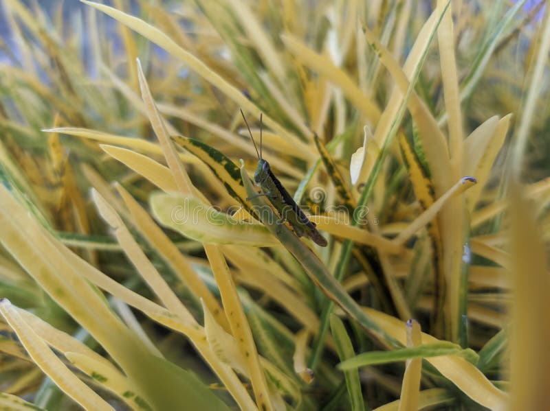 λουλούδια και ακρίδες στην απογευματινή φωτογραφία από πάνω στοκ φωτογραφία