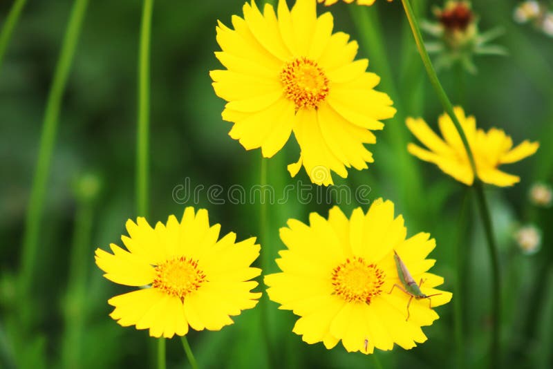 λουλούδια με κίτρινο χρώμα μολυσμένο με ακρίδες στοκ φωτογραφία με δικαίωμα ελεύθερης χρήσης