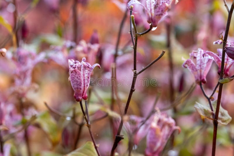 Flowers in the garden at Hauser & Wirth Gallery named the Oudolf Field, at Durslade Farm, Somerset. Designed by landscape artist Piet Oudolf, photographed in autumn. Flowers in the garden at Hauser & Wirth Gallery named the Oudolf Field, at Durslade Farm, Somerset. Designed by landscape artist Piet Oudolf, photographed in autumn.