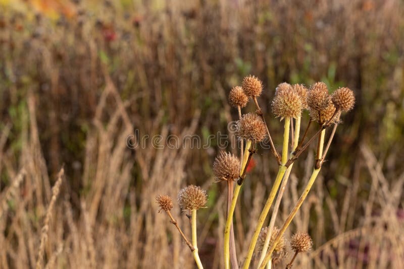 Flowers in the garden at Hauser & Wirth Gallery named the Oudolf Field, at Durslade Farm, Somerset UK. Designed by landscape artist Piet Oudolf. Photographed in autumn colours. Flowers in the garden at Hauser & Wirth Gallery named the Oudolf Field, at Durslade Farm, Somerset UK. Designed by landscape artist Piet Oudolf. Photographed in autumn colours.