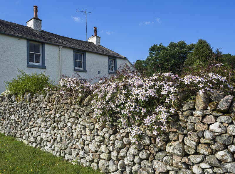 Clematic Montana Rubens growing on a cottage garden stone wall in spring. Clematic Montana Rubens growing on a cottage garden stone wall in spring.